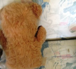 BEAR BG BROWN MAIN_01